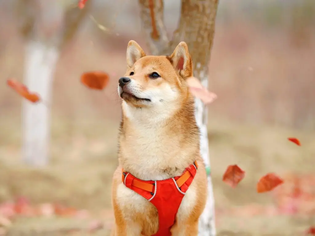 Čo očak&aacute;vať od Dogecoinu?
