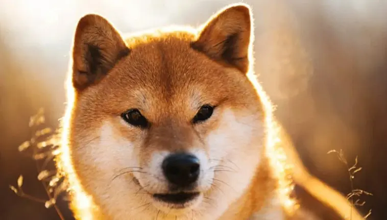 krypto Shiba Inu a dodgecoin