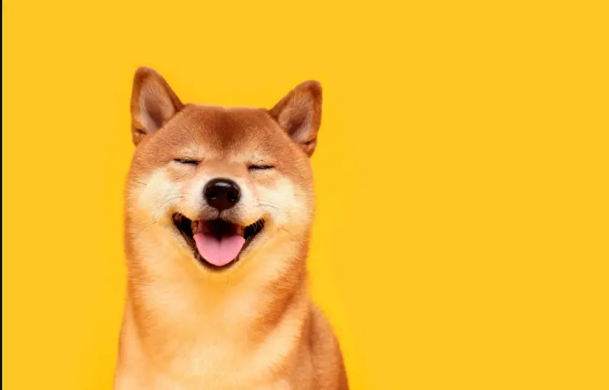 Ak&aacute; popul&aacute;rna je kryptomena Dogecoin?

