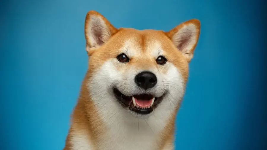 Dogecoin - najpopul&aacute;rnej&scaron;ia kryptomena v USA.
